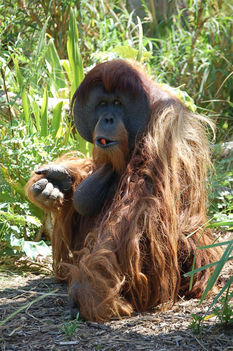borneoi_orangutan_01