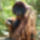 Borneoi_orangutan_01_702469_79815_t