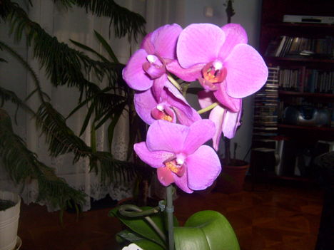 Első orchideám sokadik virágzása
