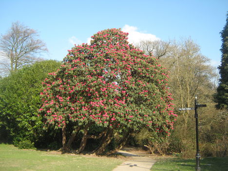 Ha van rhododendron fa, akkor ez az !