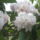 Ha_van_rhododendron_fa_akkor_ez_az_-002_702817_99523_t