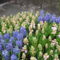 Hollandiai (tulipános kert képei)