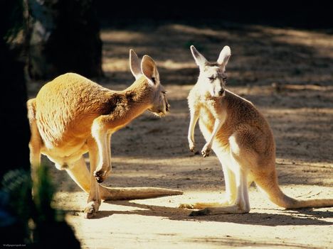 Kangaroo Conversation, Australia
