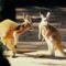 Kangaroo Conversation, Australia