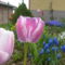Kedvenc tulipán