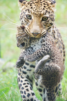 leopard_1