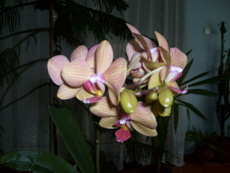 Orchideám harmadszor virágzik