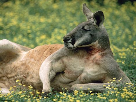 Red Kangaroo, Australia