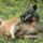 Red_kangaroo_australia_720496_62843_t