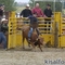 rodeo show 7