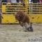 rodeo show 8