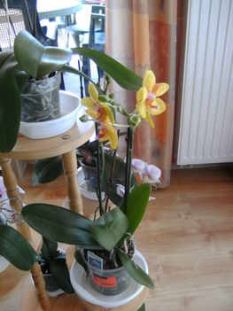 sárga alapon pöttyök anyák napi orchidea