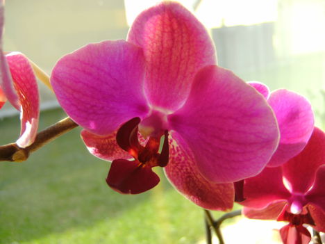 sötétlila orchida 