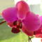 sötétlila orchida 