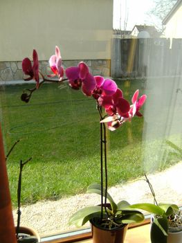 sötétlila orchidea