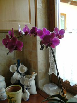 sötétlila orchidea március óta virágzik