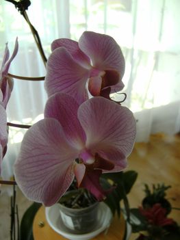 világos lila orchidea