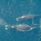 grönlandi bálna