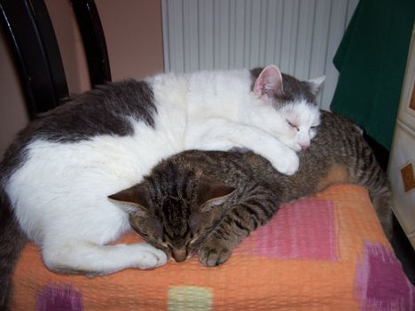 Macsek és Cili
