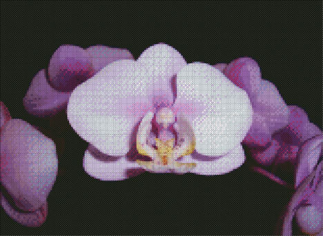 orhidea fuzer 
