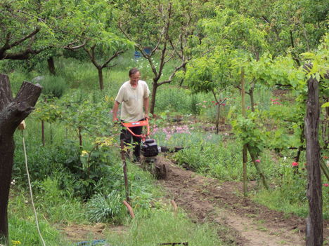 rotakapálás 2010