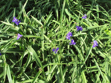 tradescantia 2010