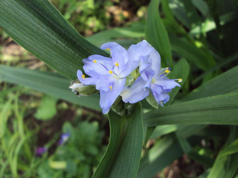 tradescantia 2010