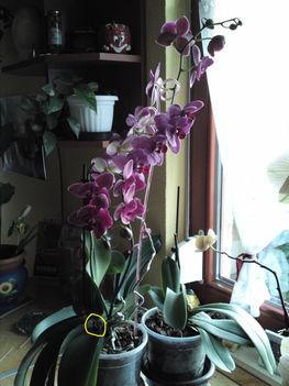 A hálás orchidea.