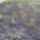 Paprikaparadicsom_a_vihar_utanlesz_ebbol_valami_733366_21496_t