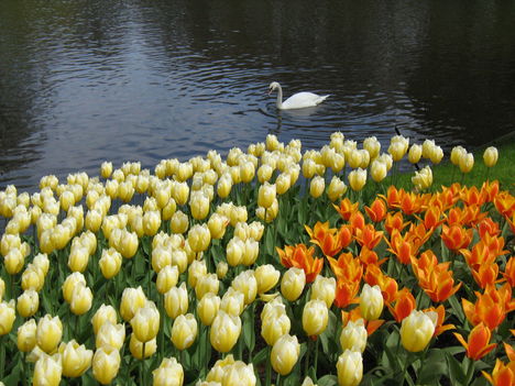 keukenhof 2010 6