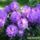 Rododendro_hybride_735323_90601_t