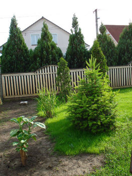 2010 májusi kertünk 1