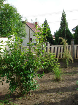 2010 májusi kertünk 2