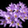 Crocuszok_736324_16786_t