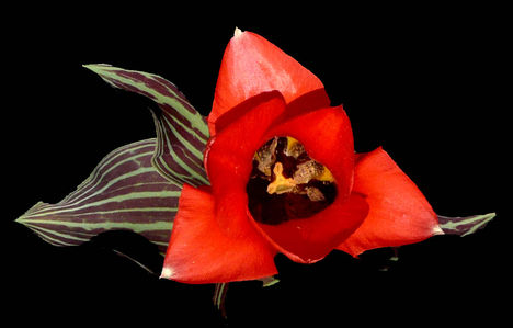 kaufmanniana tulipán
