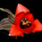 kaufmanniana tulipán