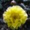 Opuntia basilaris var. brachyclada