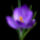 Virág fotók Papp tibor