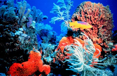 korallzátony 11
