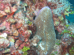 korallzátony 12