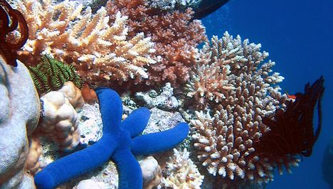 korallzátony 15