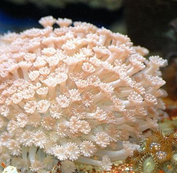 korallzátony 1