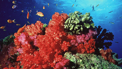 korallzátony 4
