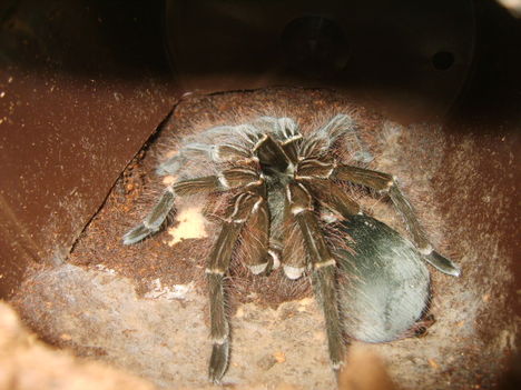 T. blondi frissen vedlett adult nőstény