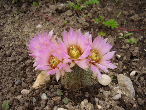 Echinocereus reichenbachii , 4 virággal