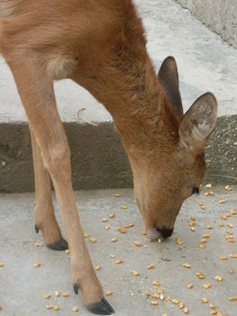 Bambi eszik.