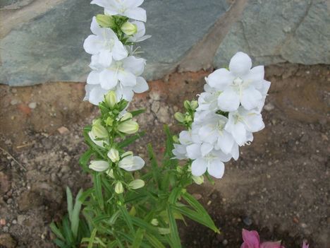 Harangvirág-Campanula sp