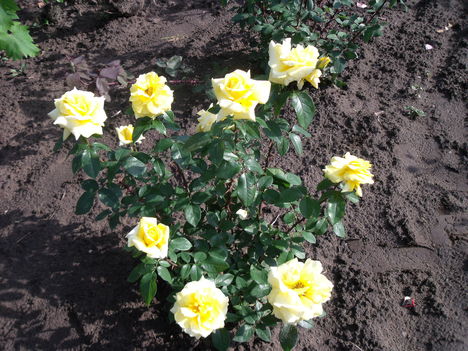 rózsa 4