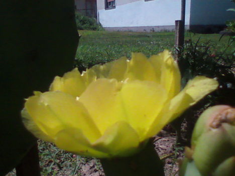 fügekaktusz1.Az egyik nagy kedvencem.Ez a tavaji virága.