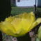 fügekaktusz1.Az egyik nagy kedvencem.Ez a tavaji virága.